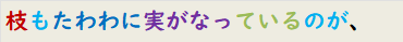 枝もたわわに実がなっているのが、