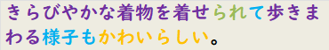 きらびやかな着物を着せられて歩きまわる様子もかわいらしい。