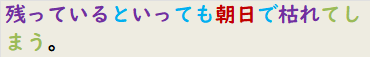 残っているといっても朝日で枯れてしまう。